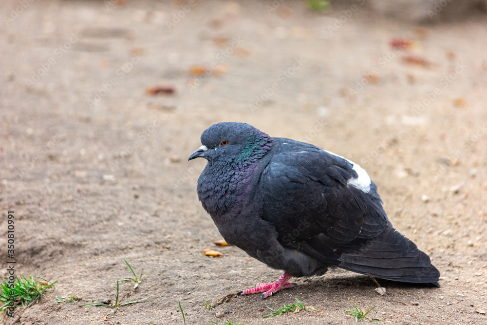 Disheveled gray pigeon close-up. Disheveled gray pigeon close-up.