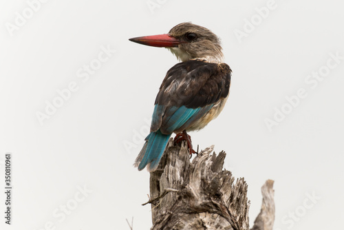 Martin chasseur à tête brune,.Halcyon albiventris, Brown hooded Kingfisher photo