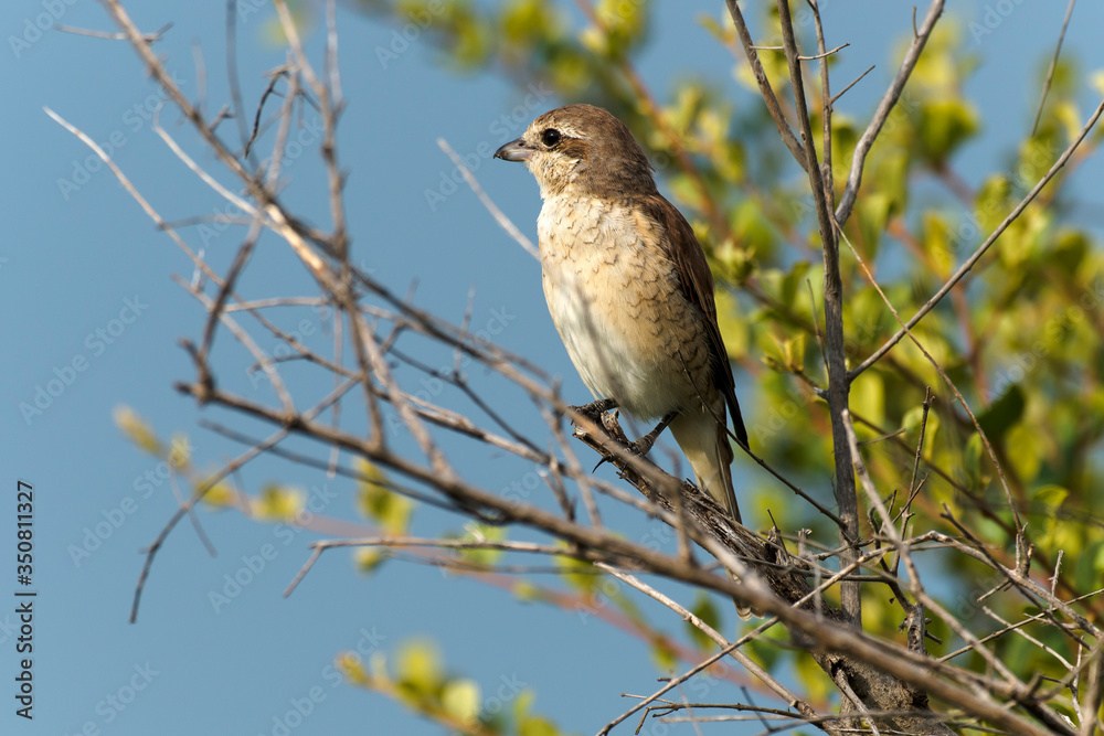 Pie grièche écorcheur,.Lanius collurio, Red backed Shrike Pie grièche écorcheur,.Lanius collurio, Red backed Shrike