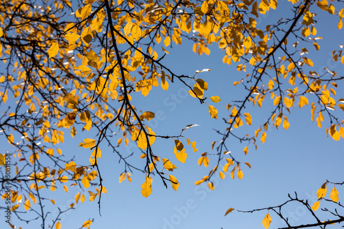 autumn background blue sky yellow leaves sunny day