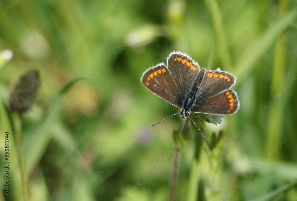 A pretty Brown Argus Butterfly, Aricia agestis, nectaring on a daisy flower in springtime in the UK.