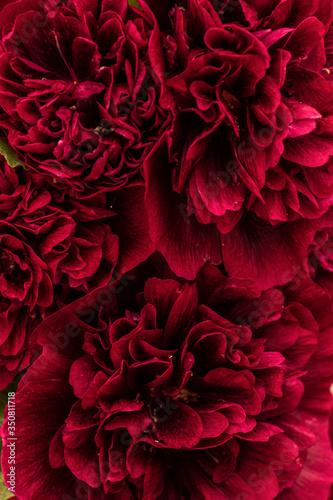 Peonies close-up. Peony flowers background. © Irida