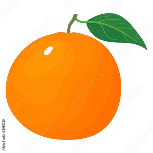 Fresh bright exotic whole grapefruit isolated on white background. Summer fruits for healthy lifestyle. Organic fruit. Cartoon style. Vector illustration for any design.