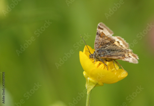A pretty Burnet Companion Moth, Euclidia glyphica, nectaring from a Buttercup flower in spring.