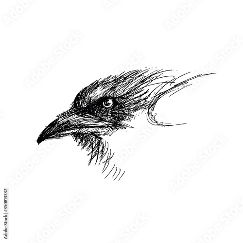 Vector image of a raven head isolated on white background.