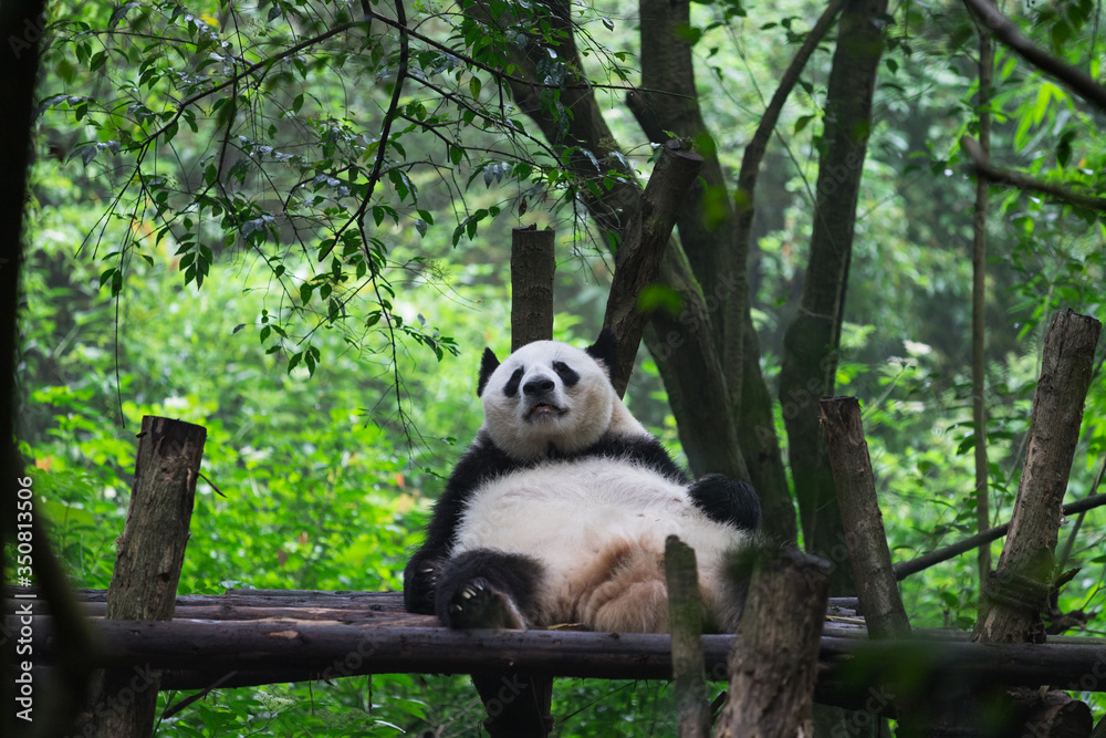 Obraz premium Giant panda resting in Research Base of Giant Panda Breeding, Chengdu, China on a hot, summer day
