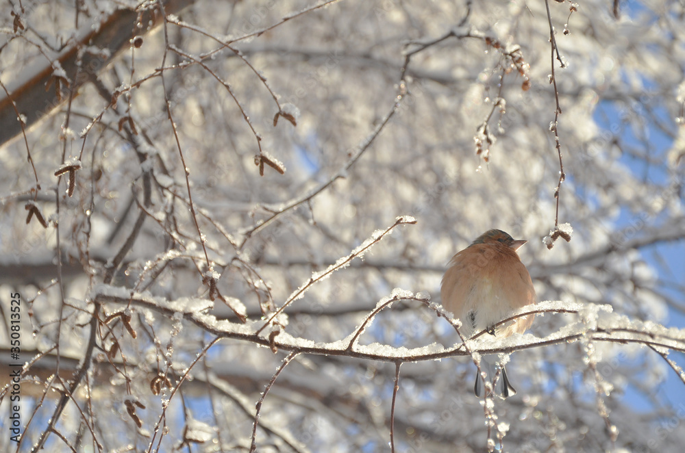 Cute Brambling bird resting on the snowy tree branches at Lake Tekapo. Cute Brambling bird resting on the snowy tree branches at Lake Tekapo.