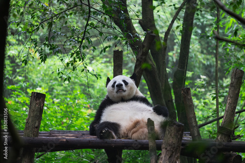 Fototapeta Naklejka Na Ścianę i Meble -  Giant panda resting in Research Base of Giant Panda Breeding, Chengdu, China on a hot, summer day