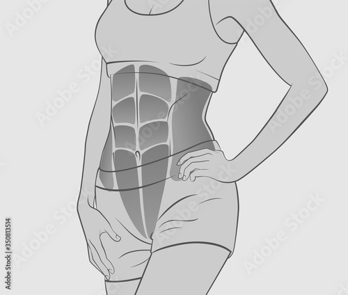 Exercises for abdominal muscles. Abdominal muscles. Silhouette of a woman. Sport, training, fitness, bodybuilding.