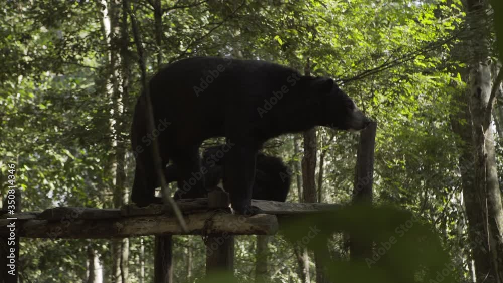 Low angle view of Asian black bears relaxing on wooden platform against trees - Luang Prabang, Laos Low angle view of Asian black bears relaxing on wooden platform against trees - Luang Prabang, Laos