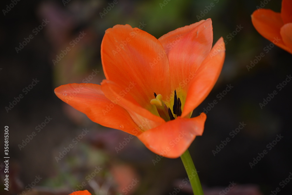 Close-up of orange tulips blooming in the spring garden. Close-up of orange tulips blooming in the spring garden.