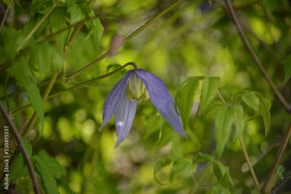Close-up of clematis flowers blooming in the spring garden. Close-up of clematis flowers blooming in the spring garden.