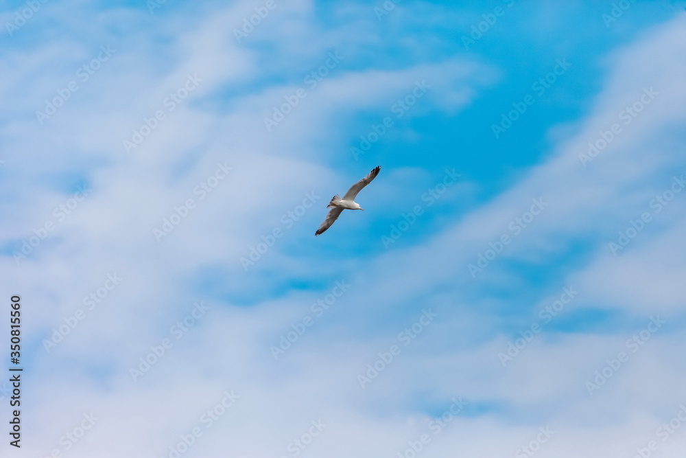 Flying bird river gull on the background of blue sky and white clouds (Background, banner, Wallpaper) Flying bird river gull on the background of blue sky and white clouds (Background, banner, Wallpaper)