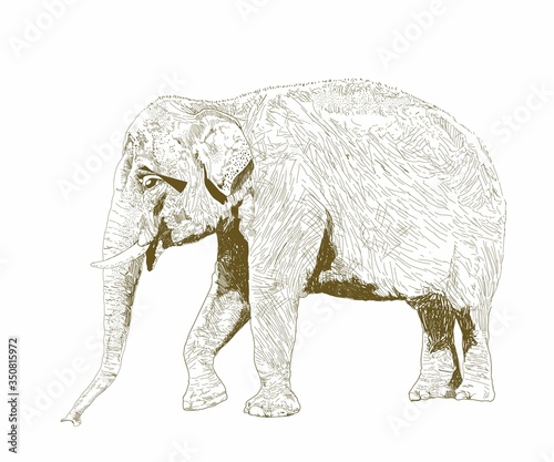 African safari animal. Indian elephant. Hand drawn sketch black and white vintage exotic tropical elephant. Vector illustration isolated on white background.