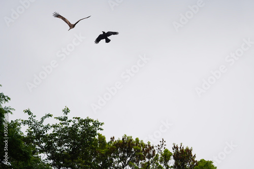 black kite and crow are fighting © Matthewadobe