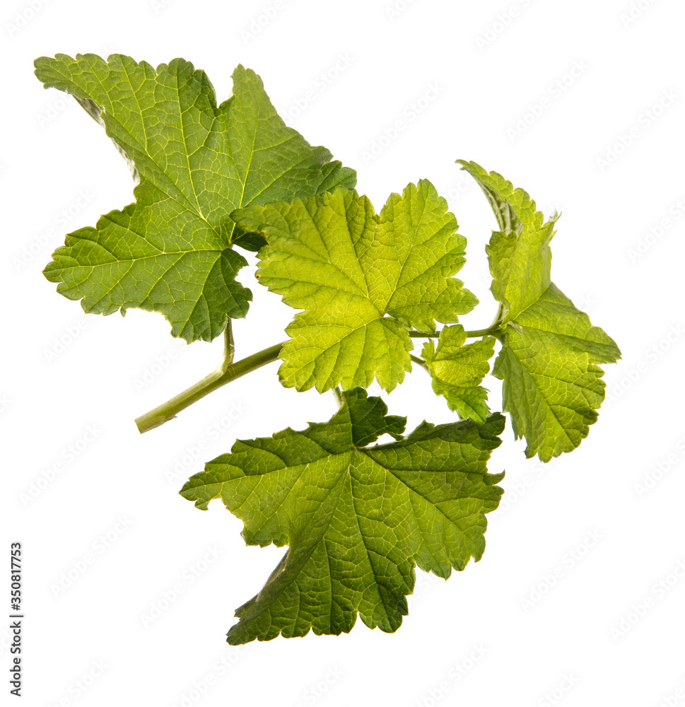 young sprout of currant with green leaves on a white background young sprout of currant with green leaves on a white background