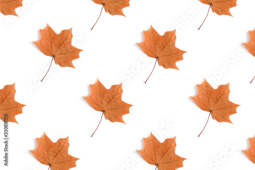 Maple leaves creative pattern on a white background. Autumn composition.