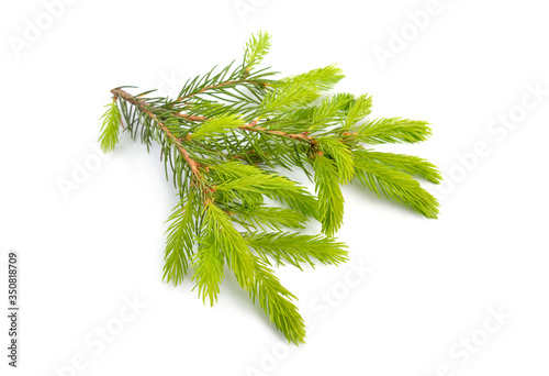 Yang spruce buds on pranch isolated on white background photo