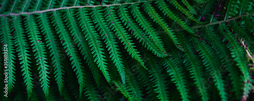 green leaves, abstract flora texture