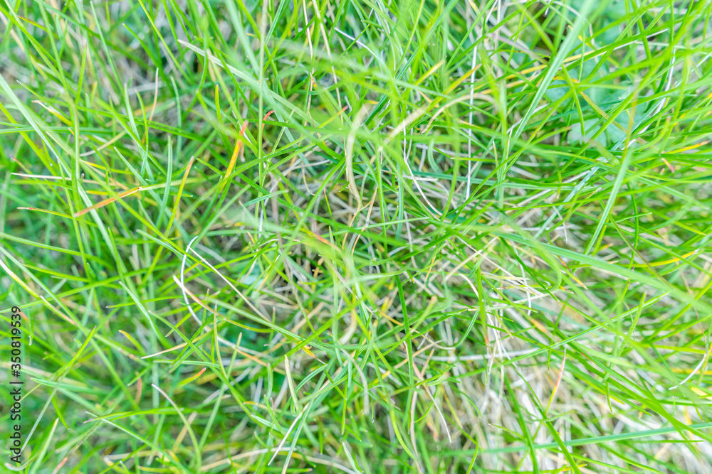 green grass background,blurry background