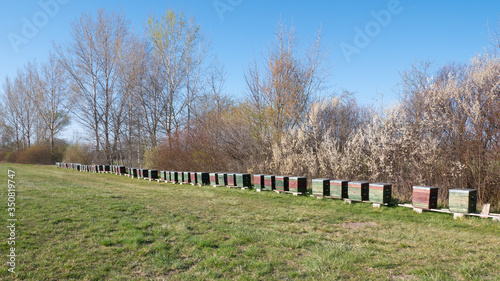 Bee hives from the side with bees.