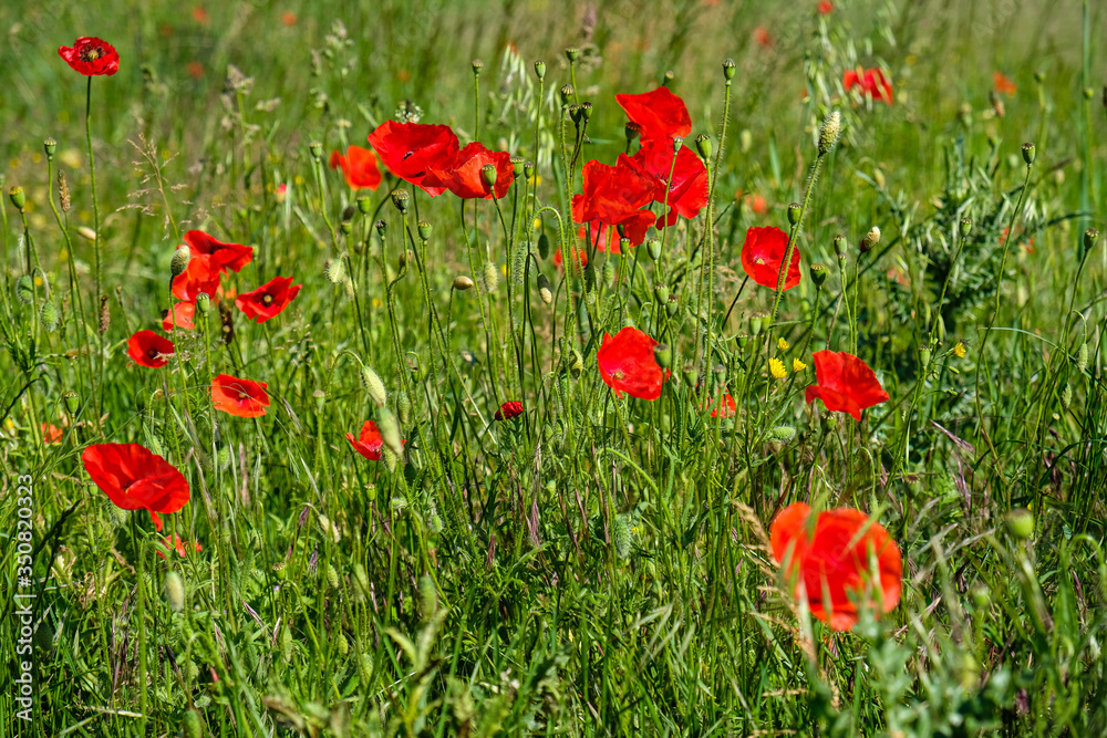 Obraz premium Champ de coquelicots