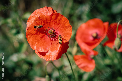 Abeilles sur un coquelicot