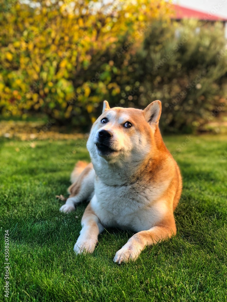 Shiba-Inu lying in the garden with its typical doge face in autumn. Japanese dog with its funny cute face.