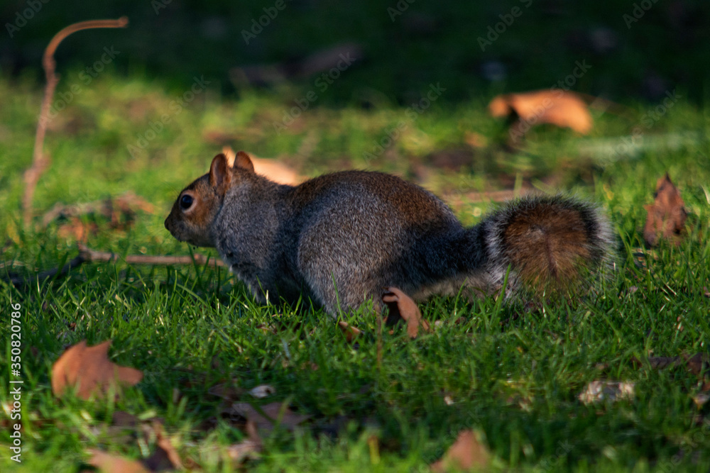 Obraz premium szara wiewiórka