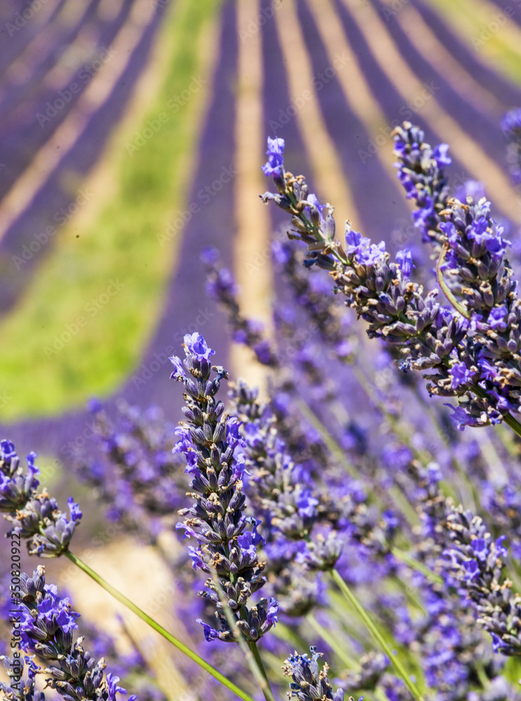 Naklejka premium Provence, Lavender field at sunset, Valensole Plateau in July