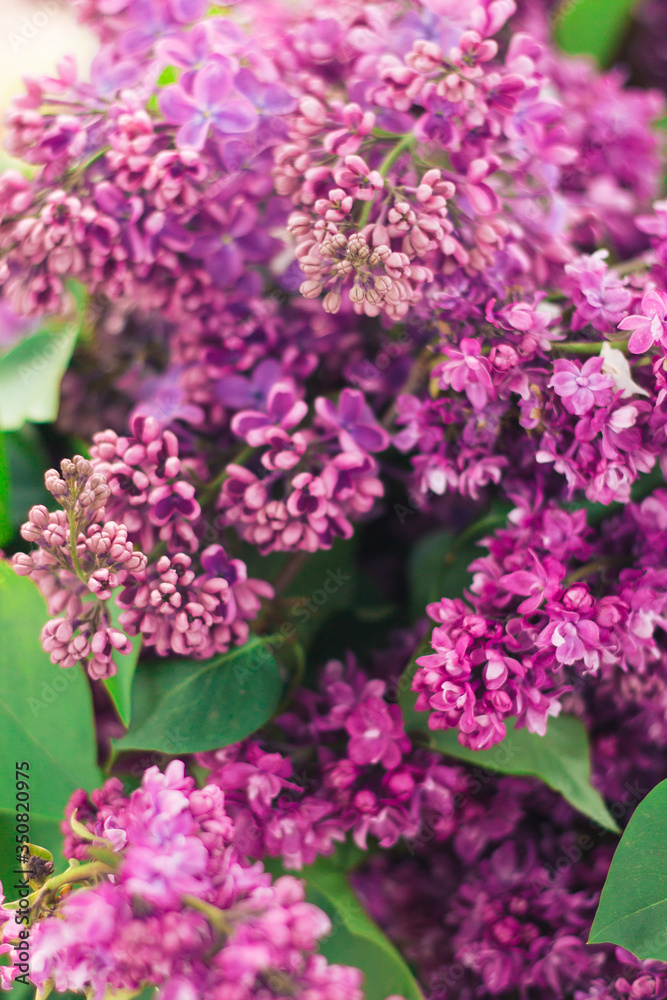 Violet spring fresh lots of lilac flowers texture and green leaves. Pattern of blossom. Free copy space for text