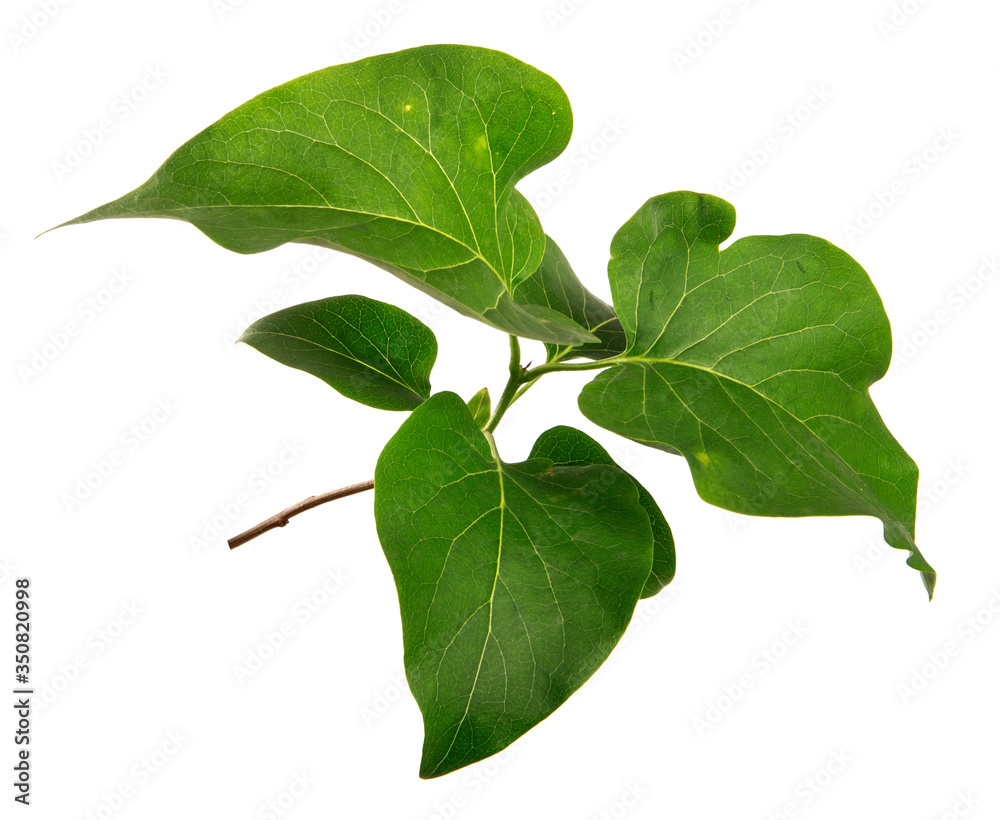 lilac bush branch with green leaves on a white background lilac bush branch with green leaves on a white background