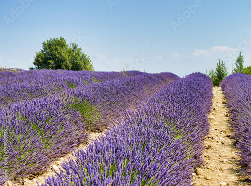 Amazing colorful Lavender Field in Provence. Summer season in France