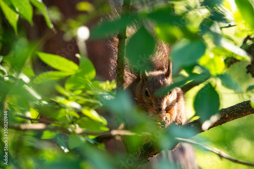 wiewiórka zajada orzecha  © Dariusz Grochal 