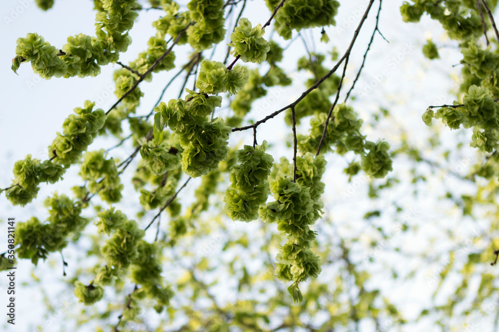Branches of an elm tree blooming in green flowers against a blue bright sky Branches of an elm tree blooming in green flowers against a blue bright sky