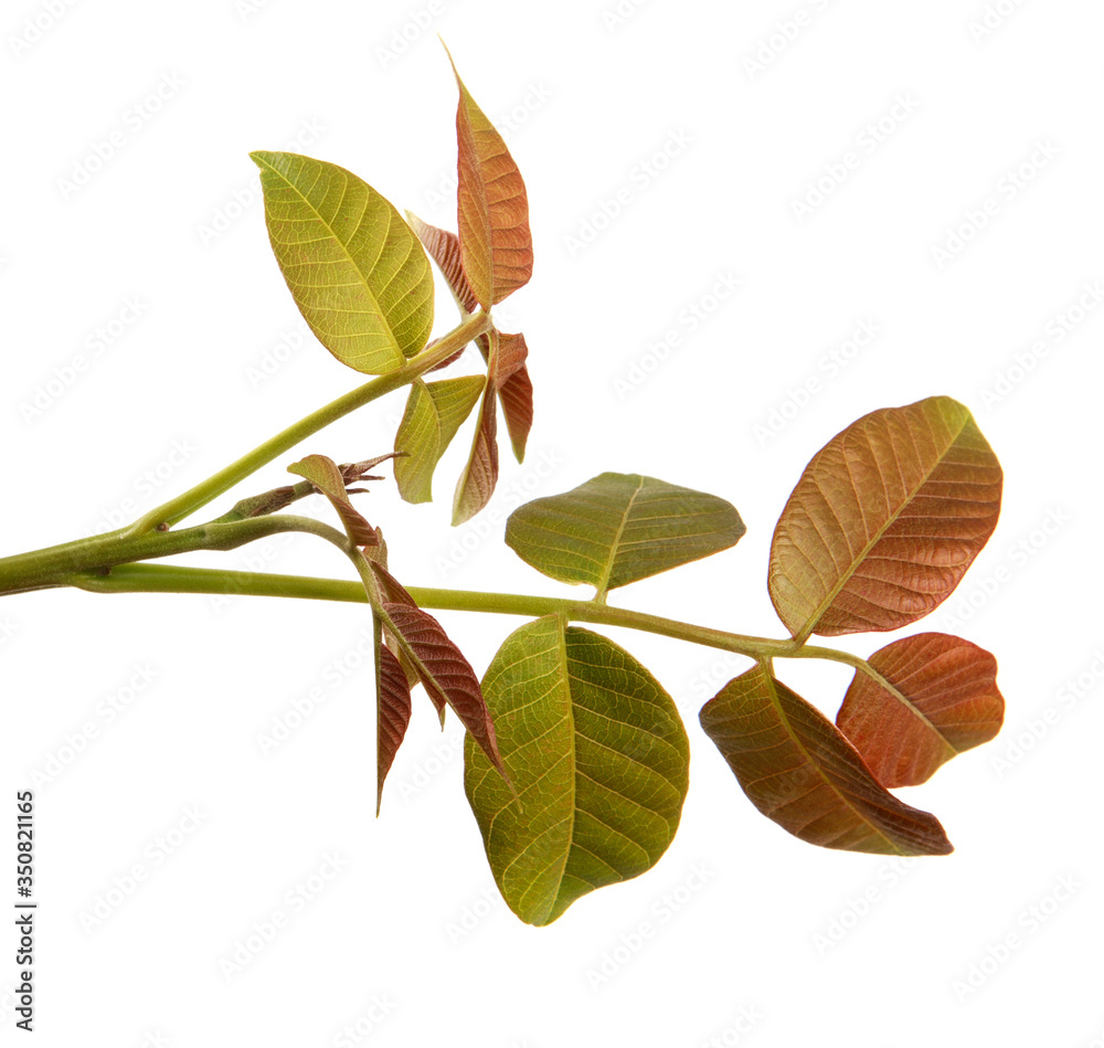 walnut branch with green leaves on a white background walnut branch with green leaves on a white background