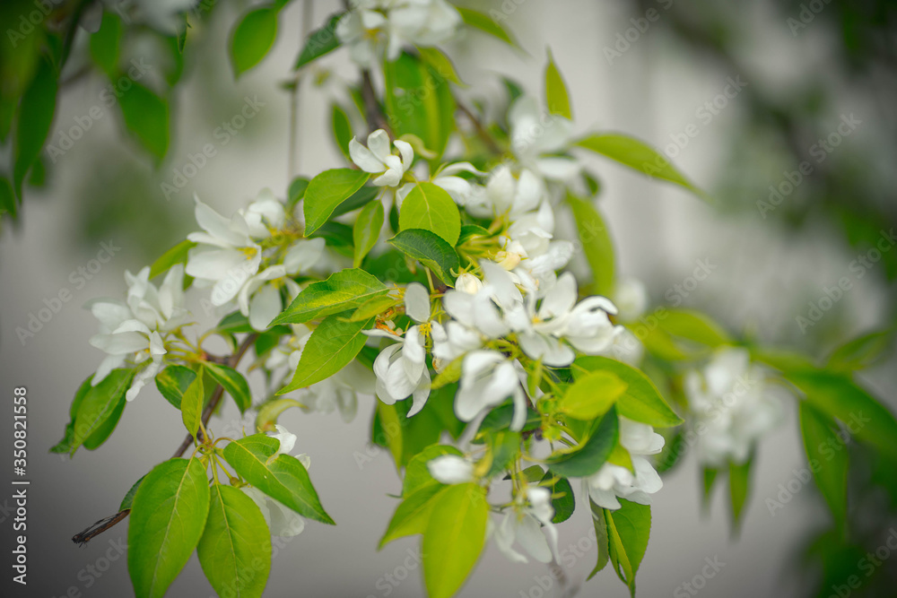 apple tree in flowers and buds apple tree in flowers and buds