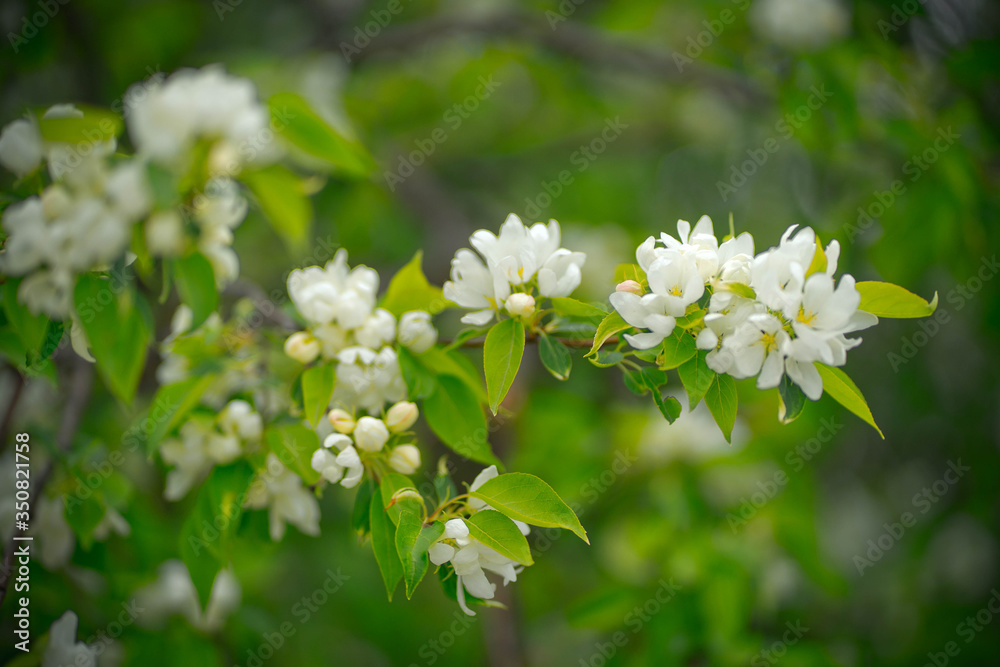 apple tree in flowers and buds
