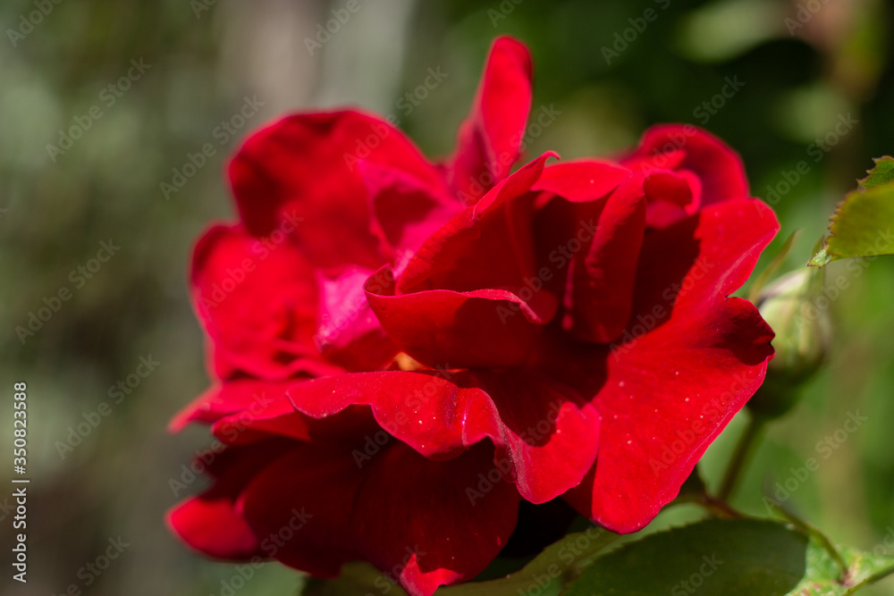 Flowering of a new velvet rosebud