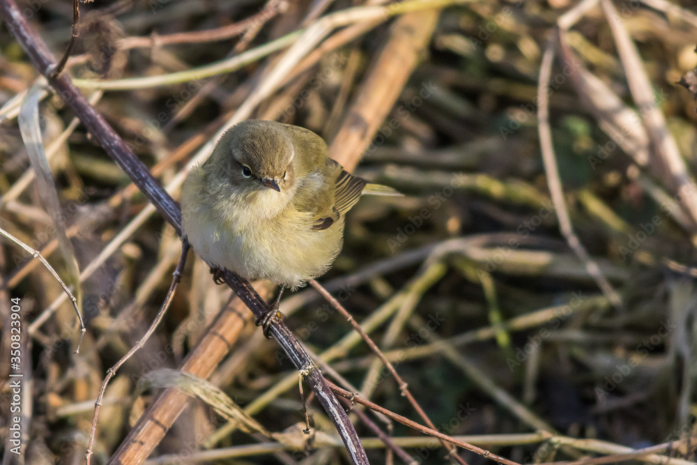 Common chiffchaff (Phylloscopus collybita)