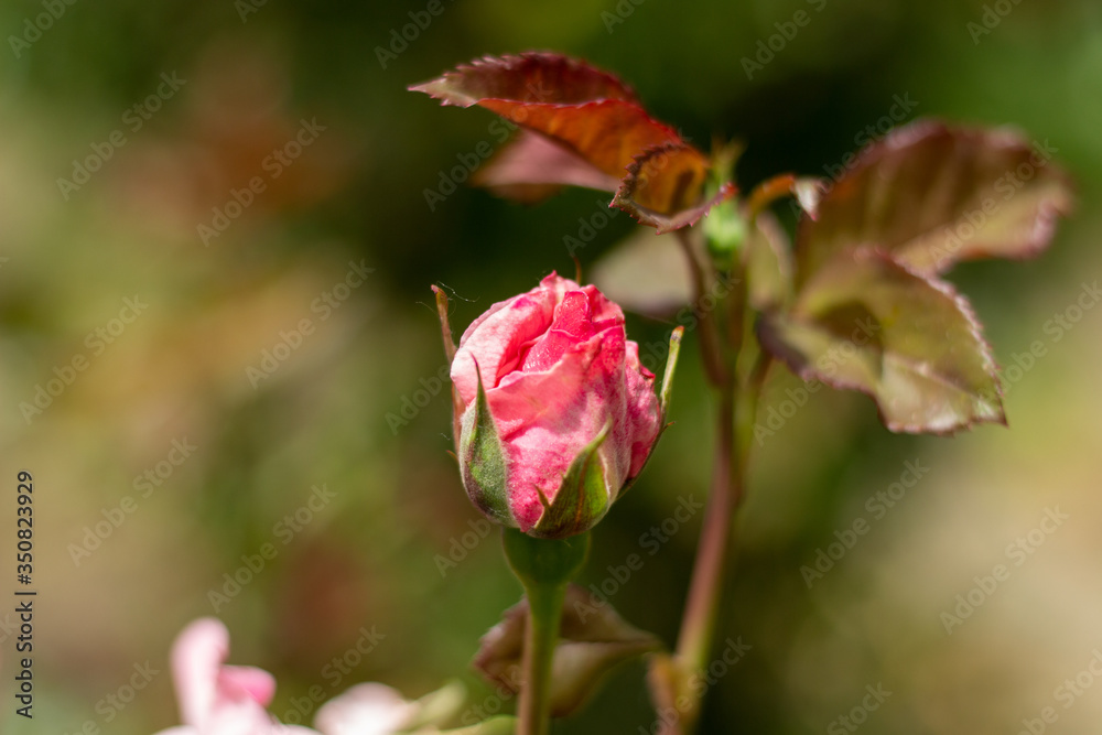 Flowering of a new rose bud in the garden