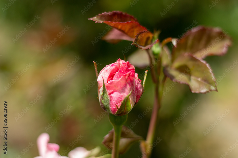 Flowering of a new rose bud in the garden Flowering of a new rose bud in the garden