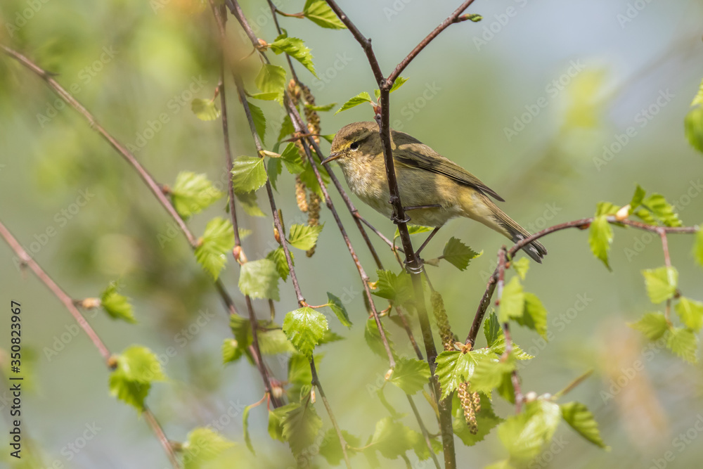 Common chiffchaff (Phylloscopus collybita)