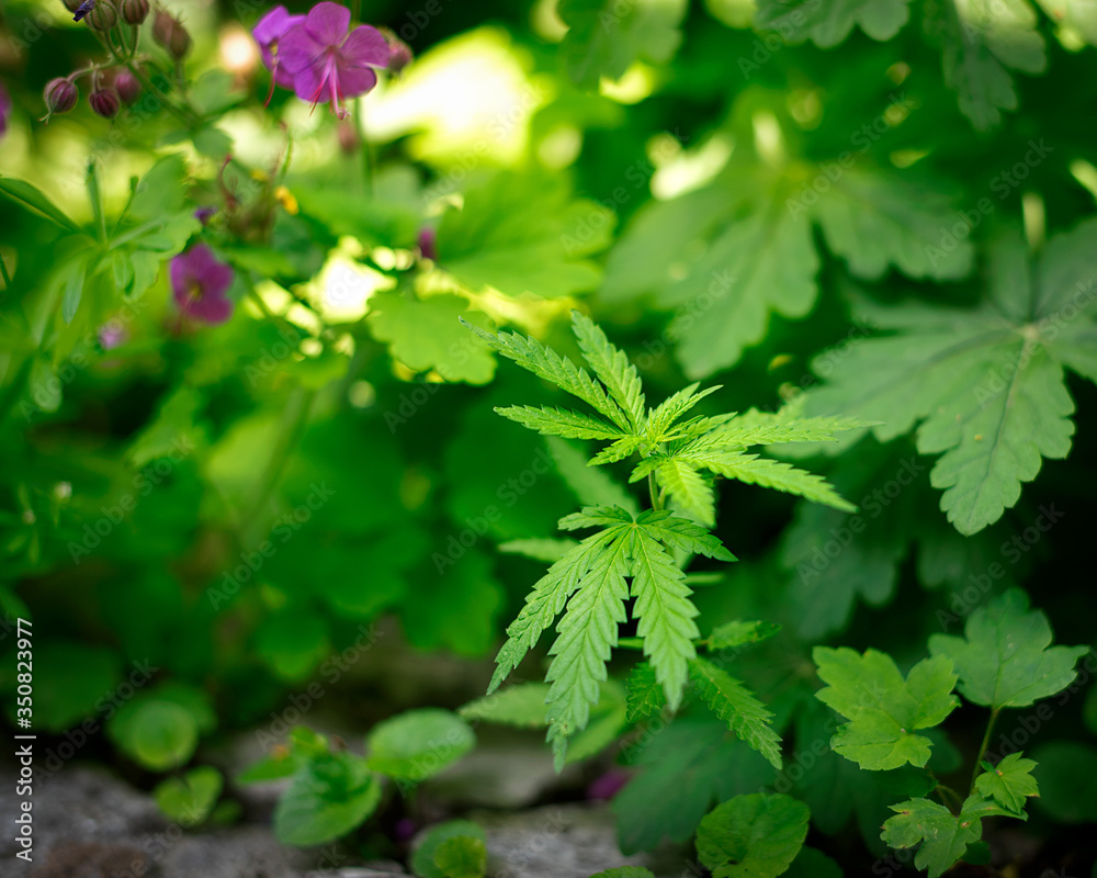 Bush of wild cannabis has grown in the middle of various plants Bush of wild cannabis has grown in the middle of various plants