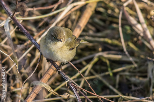 Obraz na płótnie Common chiffchaff (Phylloscopus collybita) w salonie