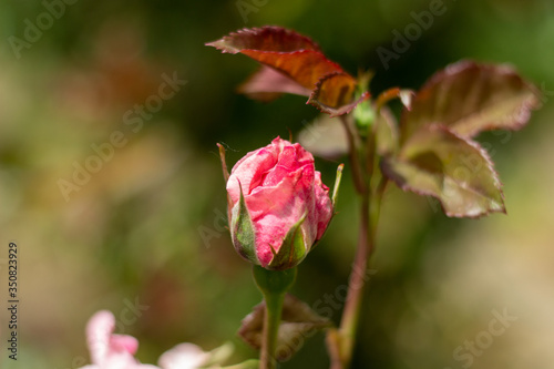 Flowering of a new rose bud in the garden