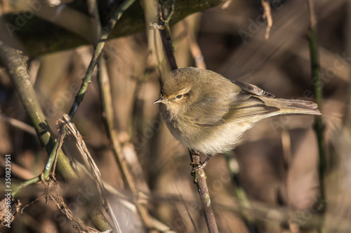 Obraz na płótnie Common chiffchaff (Phylloscopus collybita) w salonie