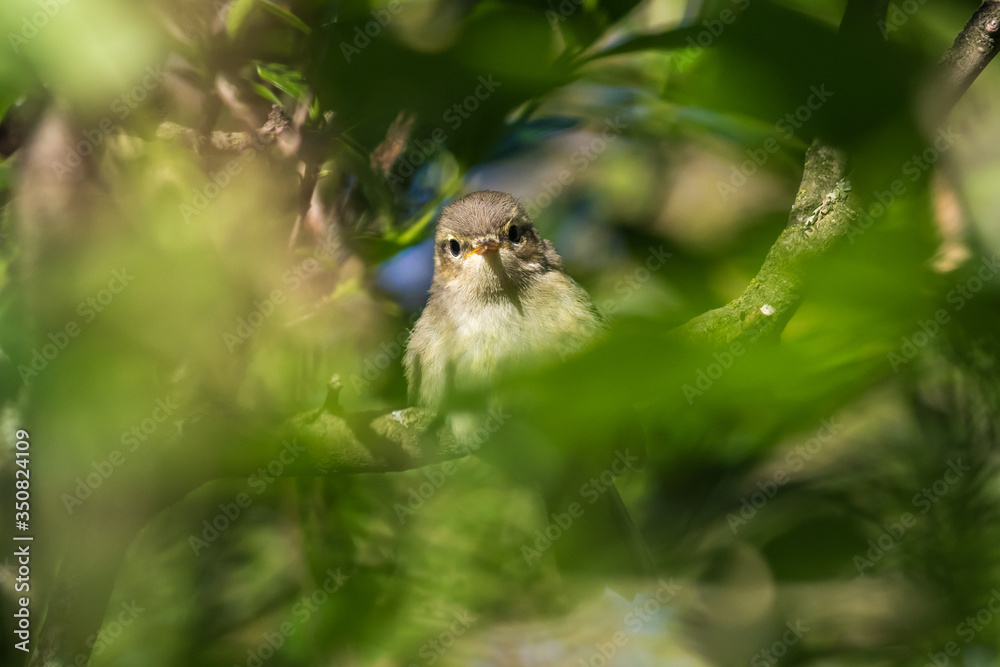 Common chiffchaff (Phylloscopus collybita)