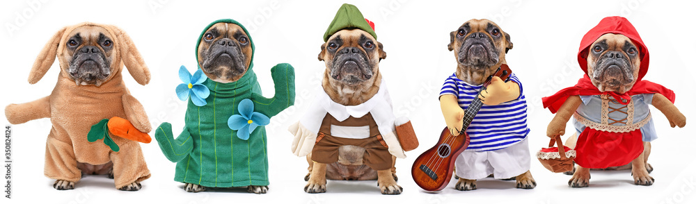 Funny dog costume variations with French Bulldog dressed up as bunny, cactus, Bavarian, musician and riding hood Stock Photo | Adobe Stock