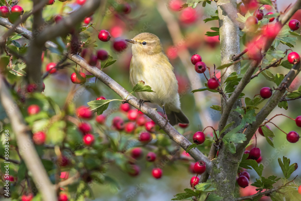 Common chiffchaff (Phylloscopus collybita)